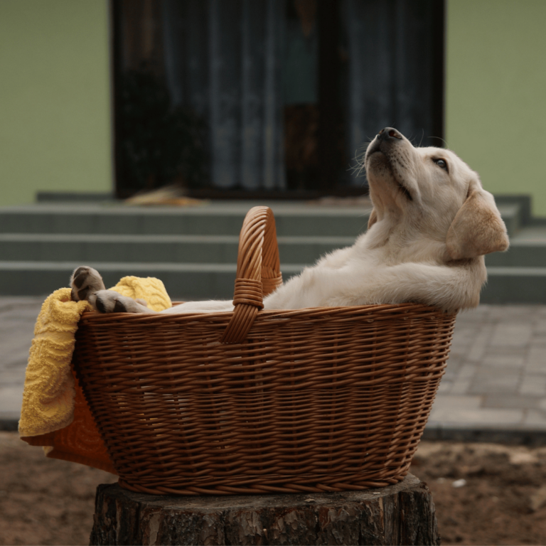 Guide pratique pour choisir le panier idéal pour votre chien