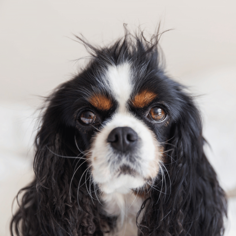 Les astuces infaillibles pour dire adieu aux poils d’animaux dans votre maison